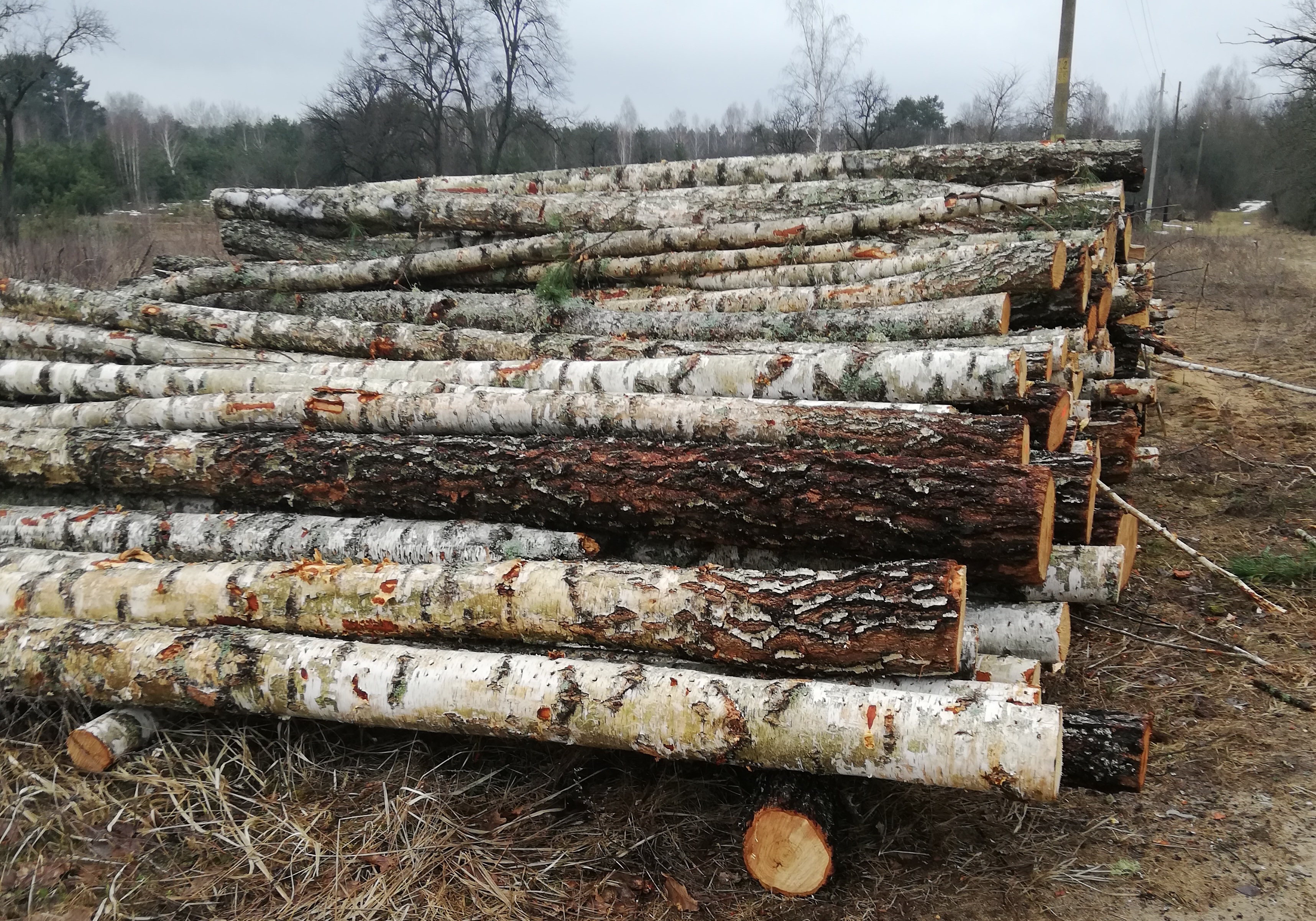 2 Лесоматериалы круглые порода древесины береза