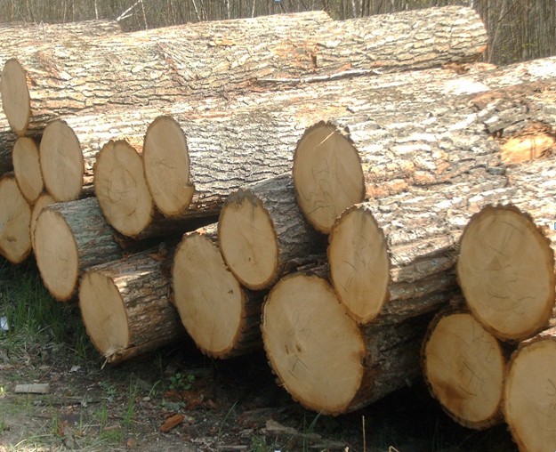 3 Лесоматериалы круглые порода древесины дуб