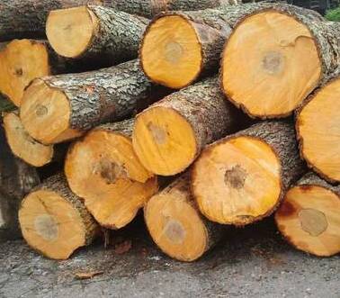 4 Лесоматериалы круглые порода древесины ольха