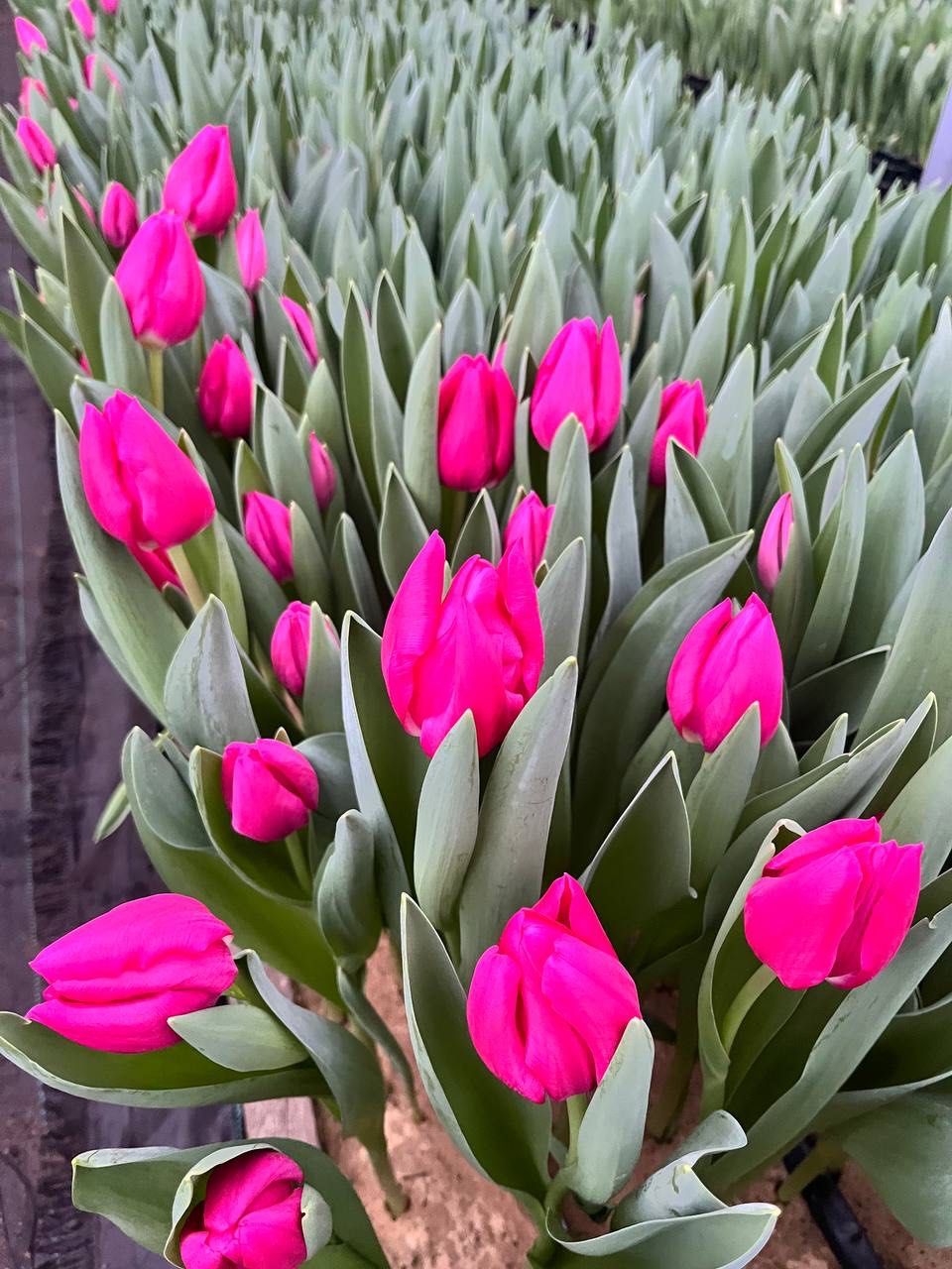 Tulips2