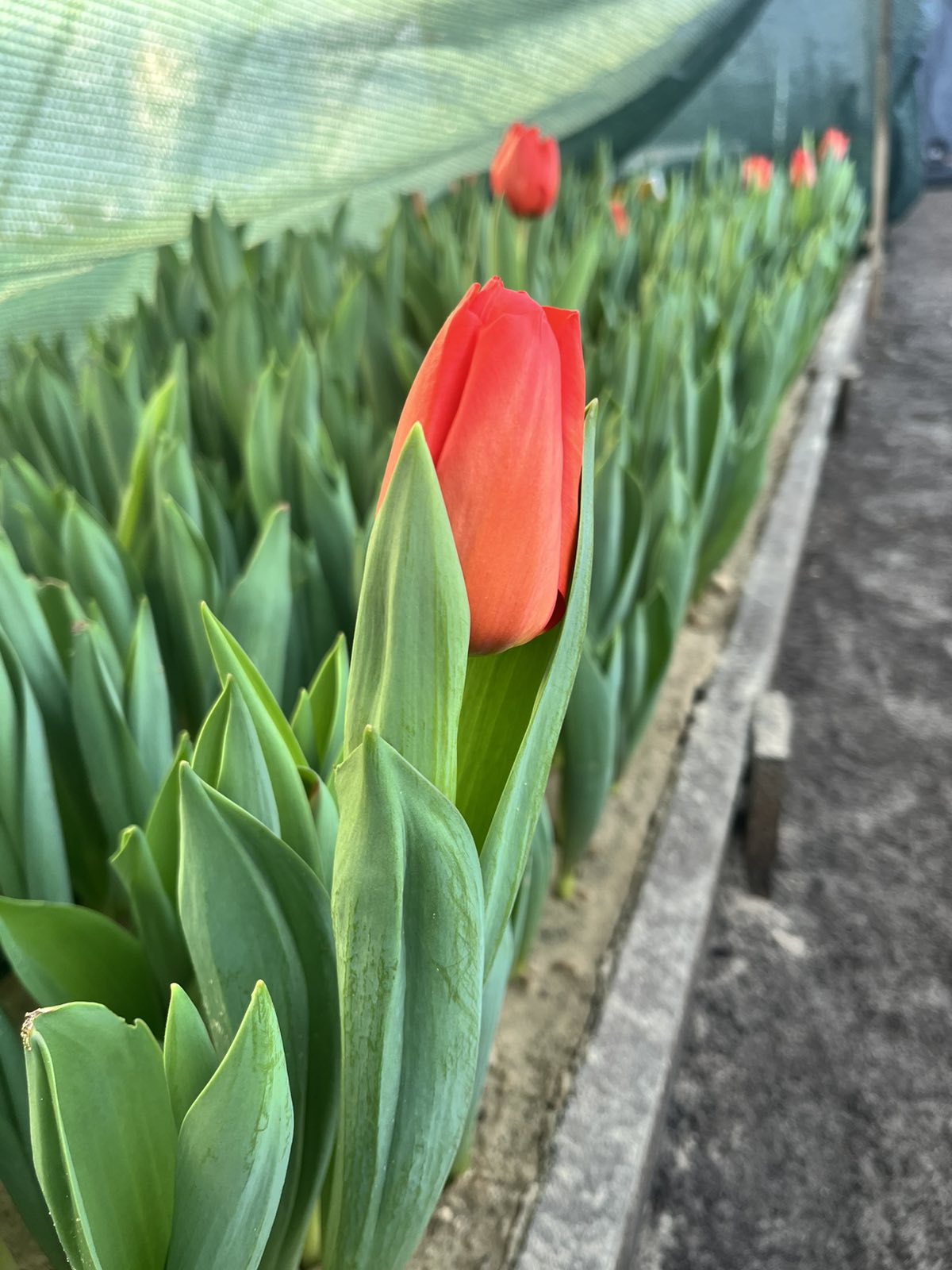 Tulips4